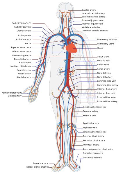 Arteries and veins of the body, including the legs